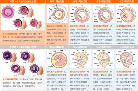 胚胎器官發育順序
